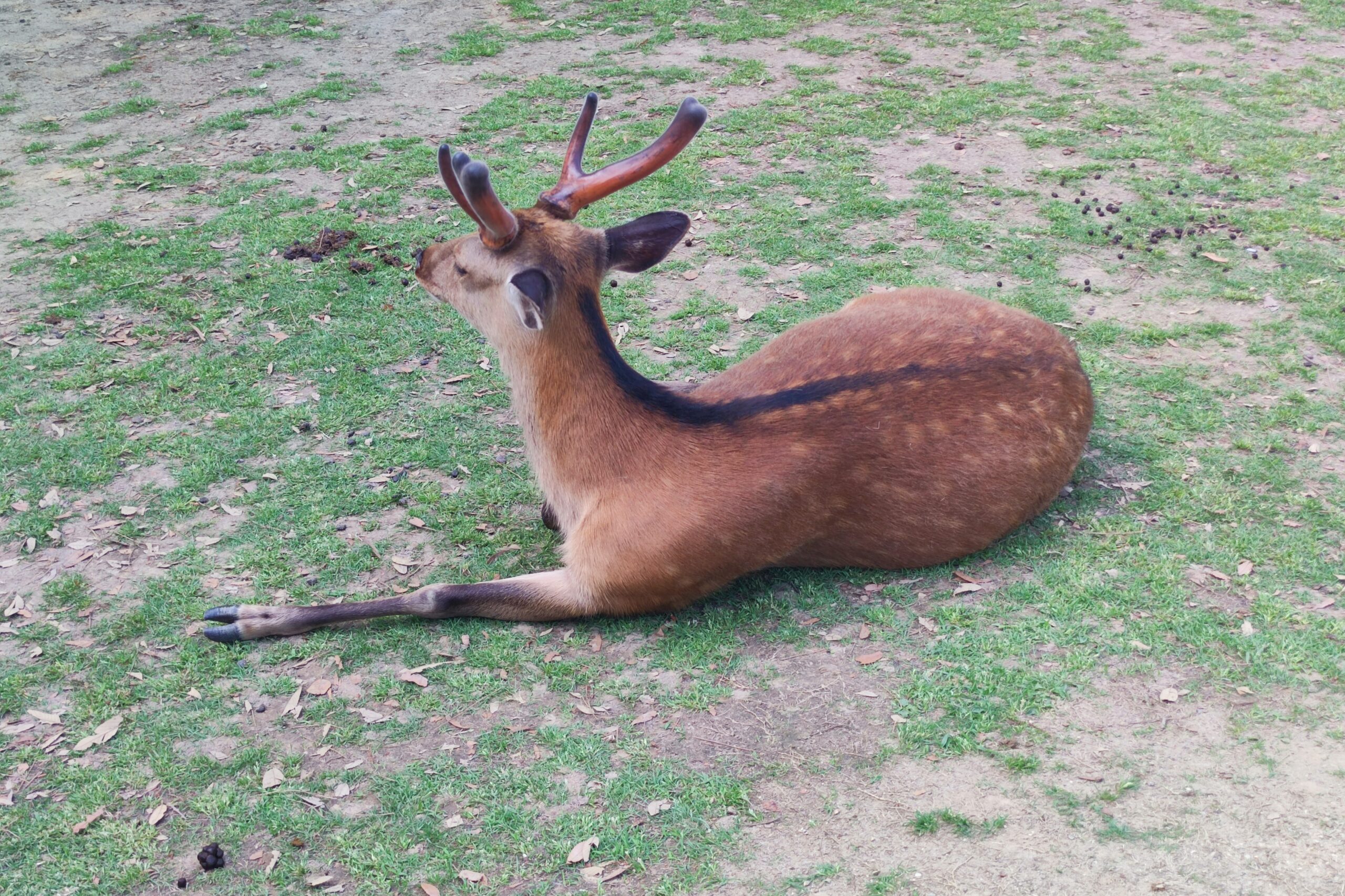 Japan three cities, Nara, deer park, shika deer