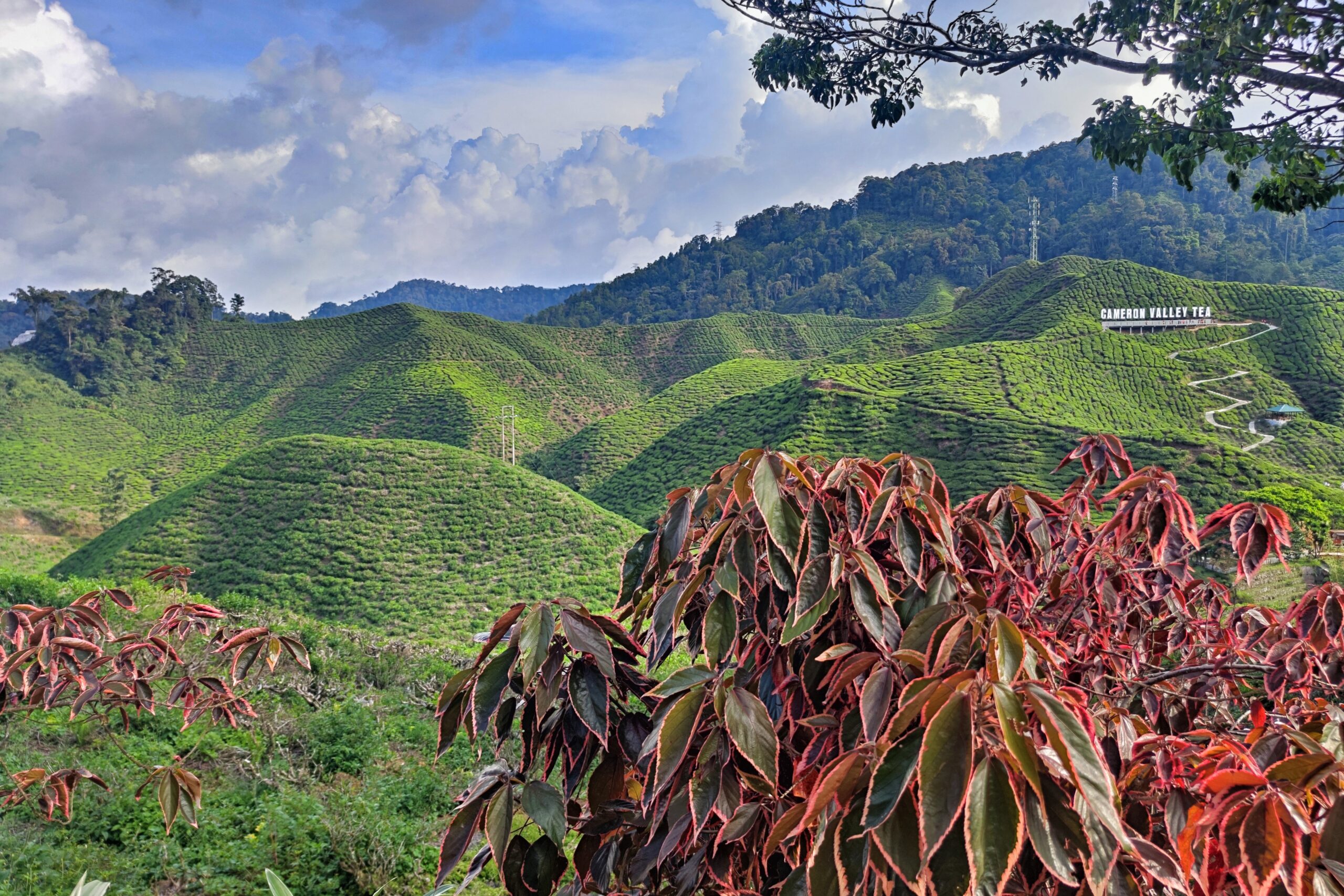 Malaysia, cameron Highlands, tea plantation