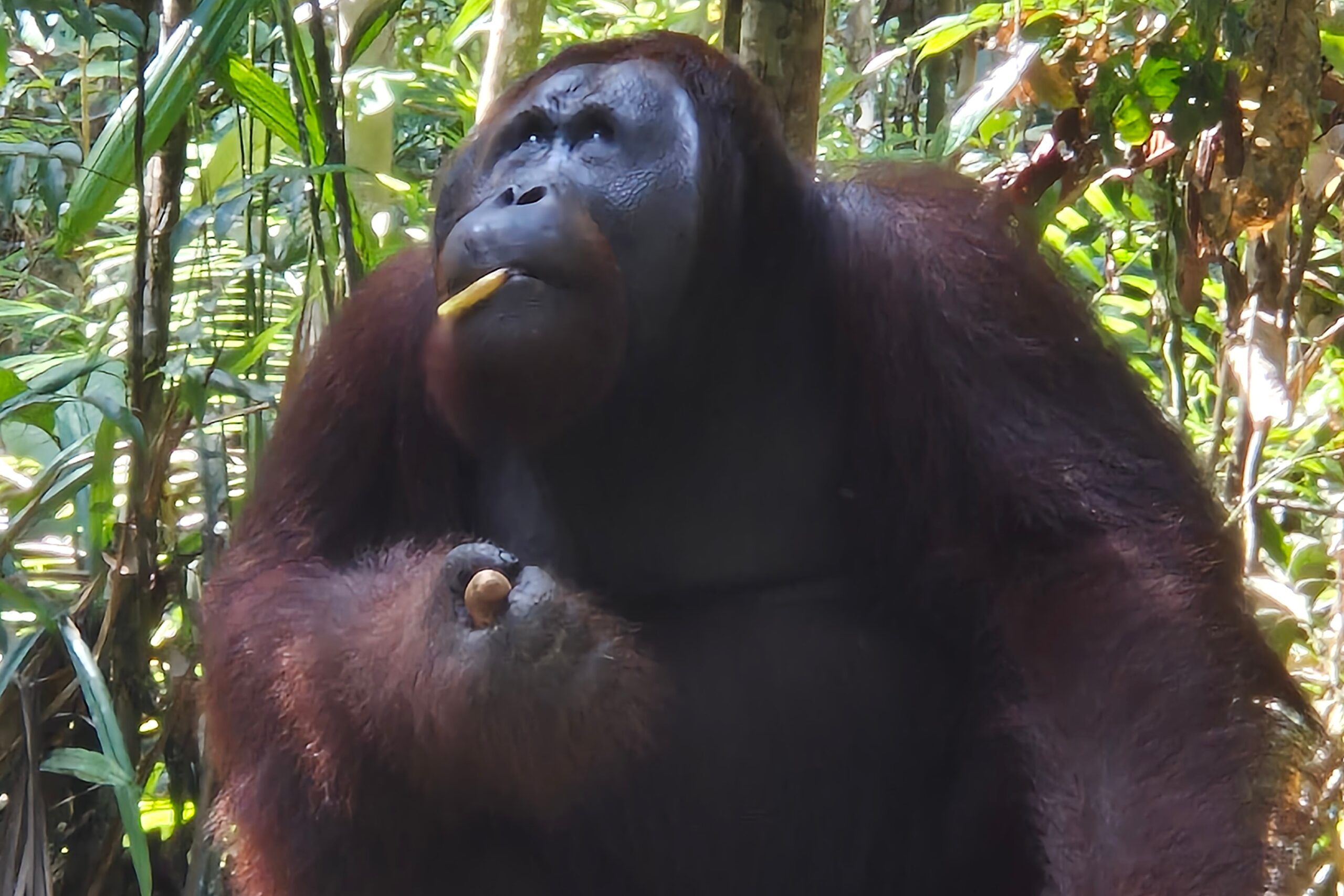 Malaysia, Sarawak, semenggoh, orangutan