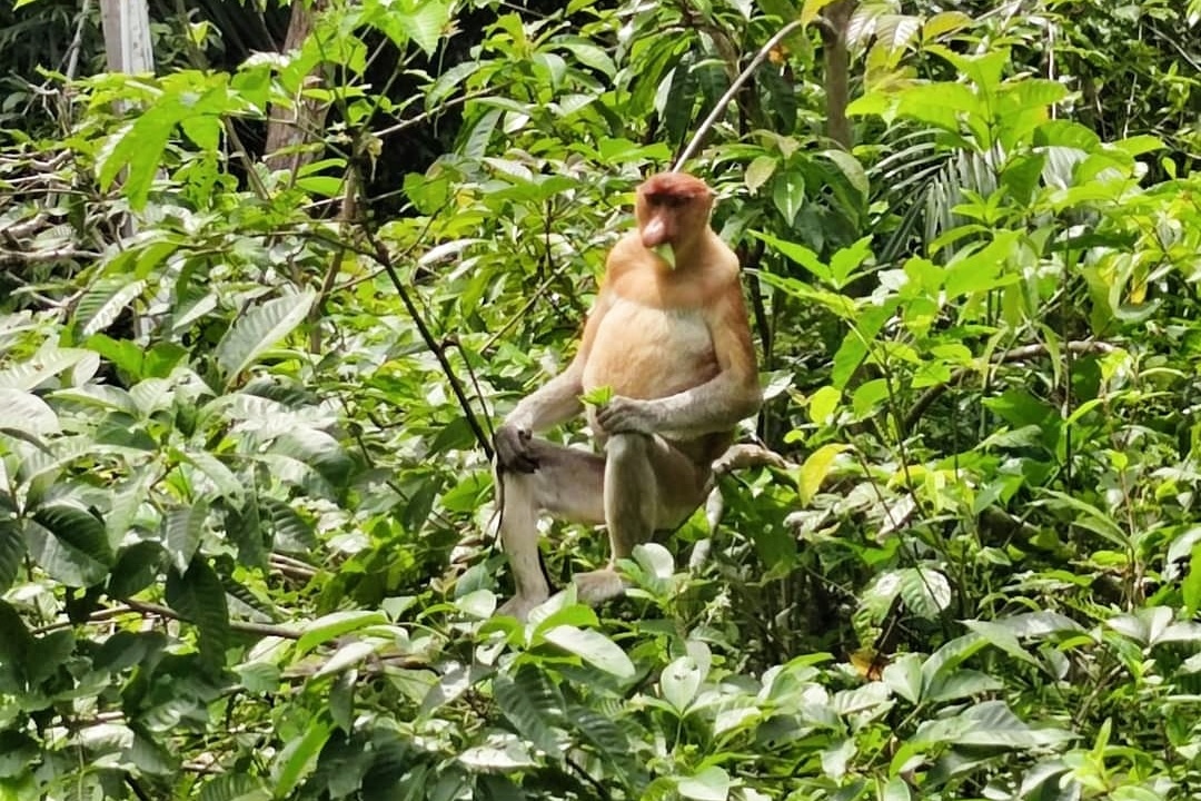 Malaysia, proboscis monkey, sarawak, borneo